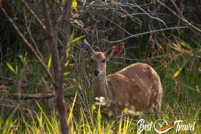 A deer in the Vic Falls National Park