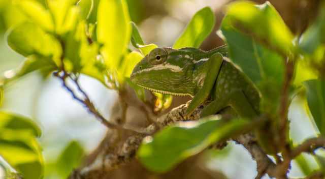 Green chameleon on a bench having the same colour than the leaves of the tree 