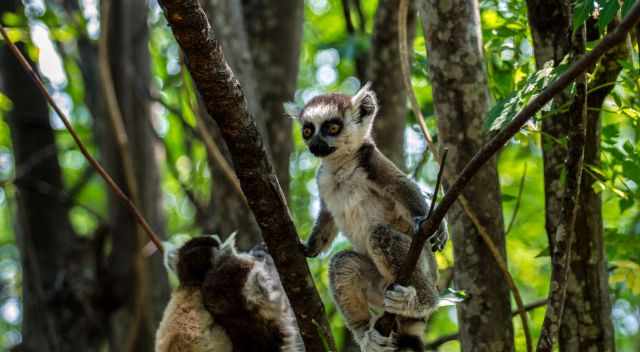 Young ring-tailed lemur sitting on a branch in the forest
