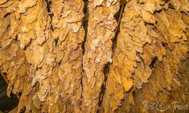 Hanging dried tobacco leaves