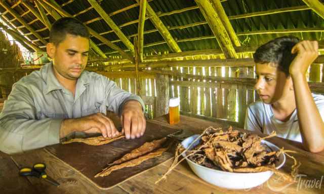 Rolling a cigar in Cuba