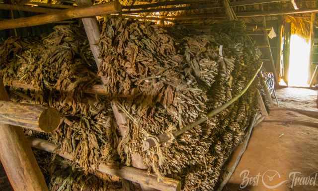 A barn full of dry tobacco leaves