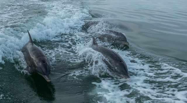 A school of Bottlenose Dolphins Jumping