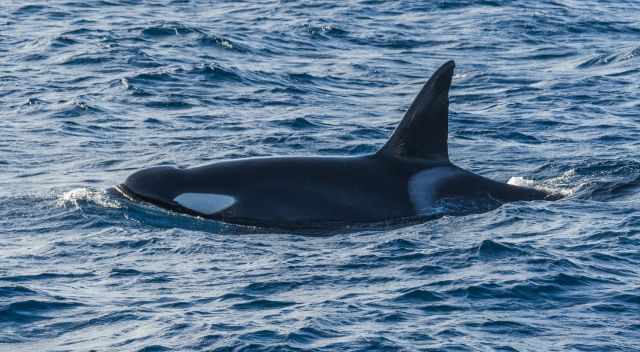 An orca in summer