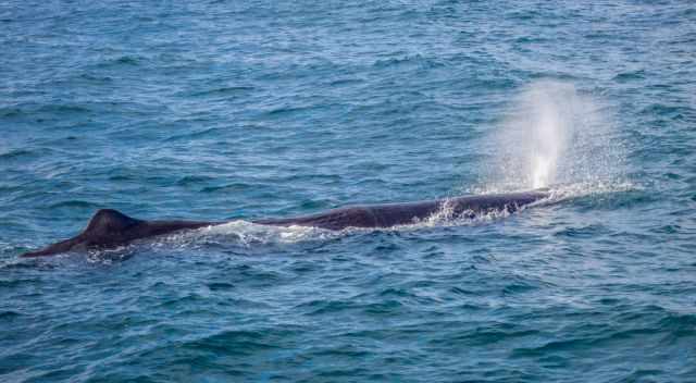 The spray of a sperm whale