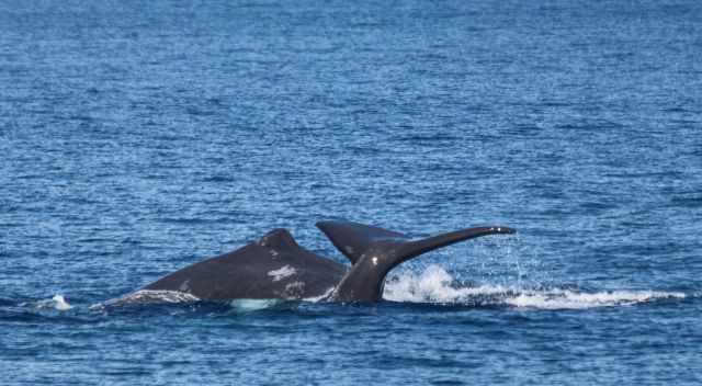 Two sperm whales