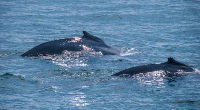 Two finback whales