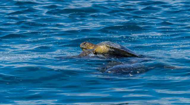 Mating green sea turtles