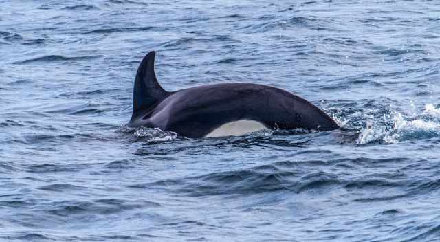 Young Orca with small fin