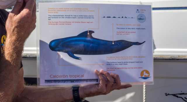 Provided information about pilot whales.
