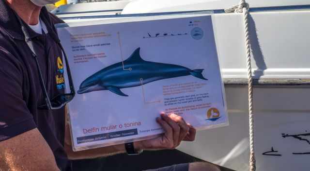 Provided information about bottlenose dolphins.