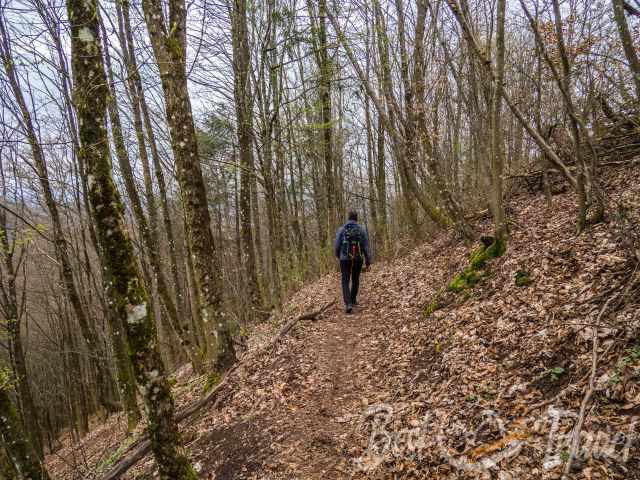 The narrow forest track to Wegelnburg