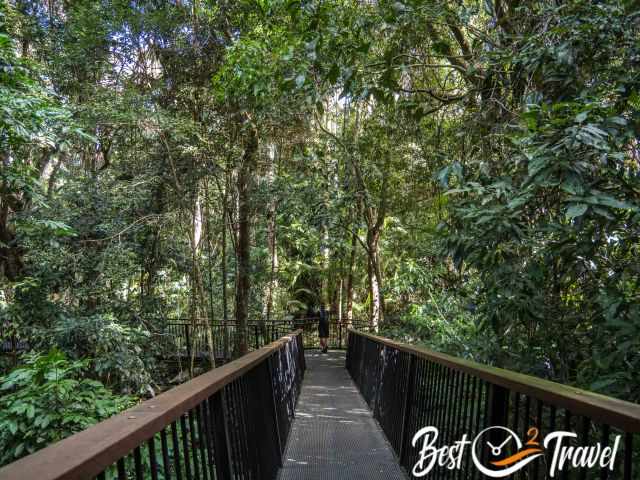 A boardwalk in the Wet Tropics close to Cairns.