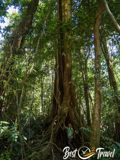 A rainforest tree with immense buttressed roots.