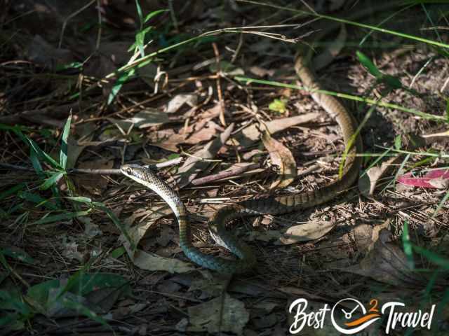 A snake on the hiking path.