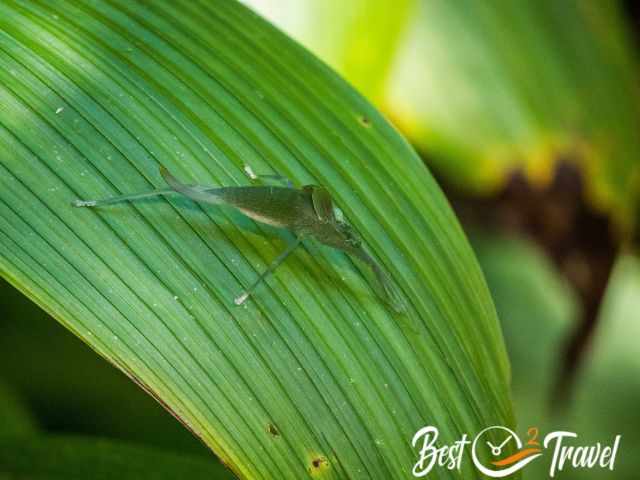 A huge insect on a green leave.