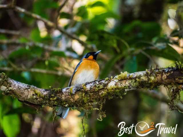 A bird with an orange-buff breast on a branch.