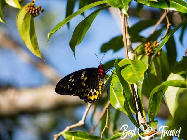 A colourful butterfly in the Wet Tropics.