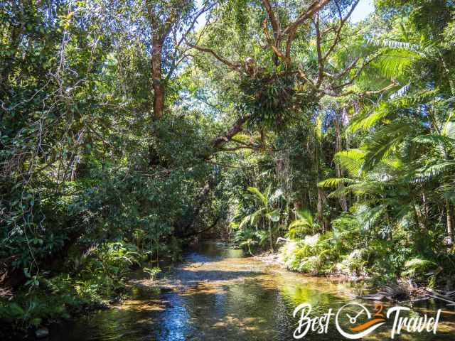 A creek in a lush rainforest.