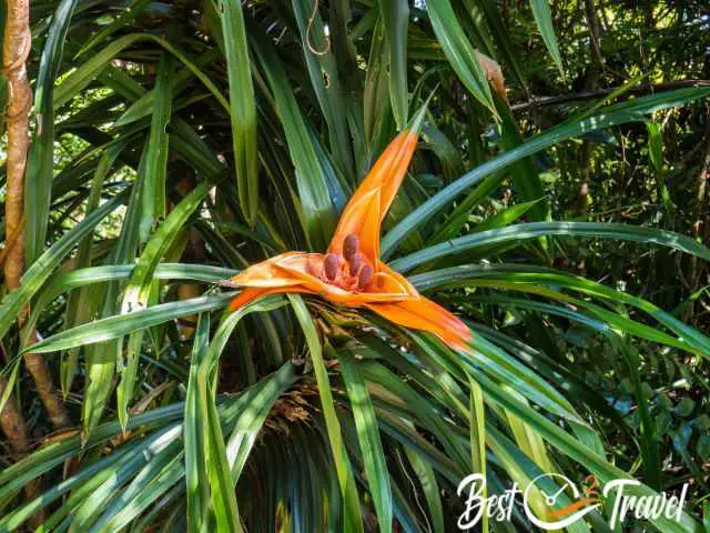 An orange flower in the shape of a star.