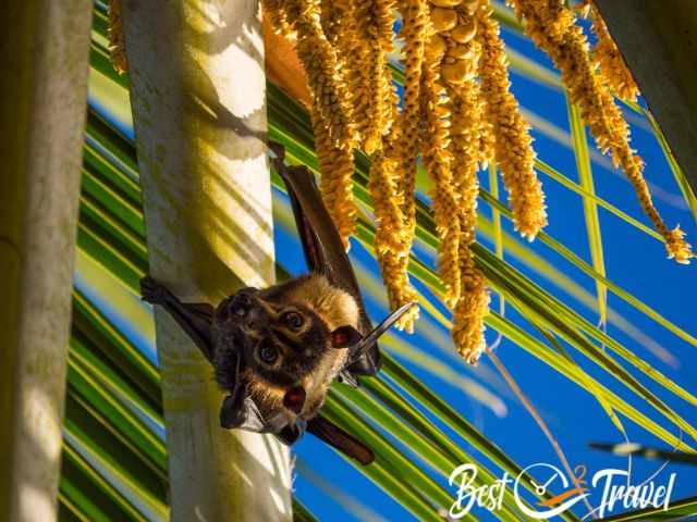 A flying fox hanging in the tree.