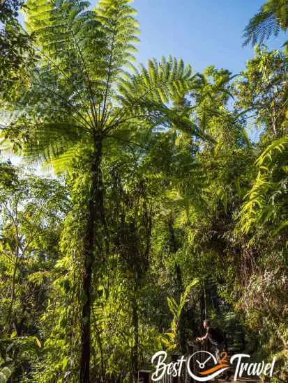 A man under a huge fern tree.