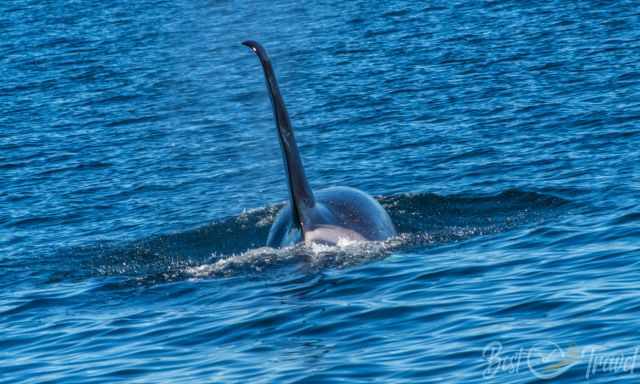 A transient orca with a massive fin