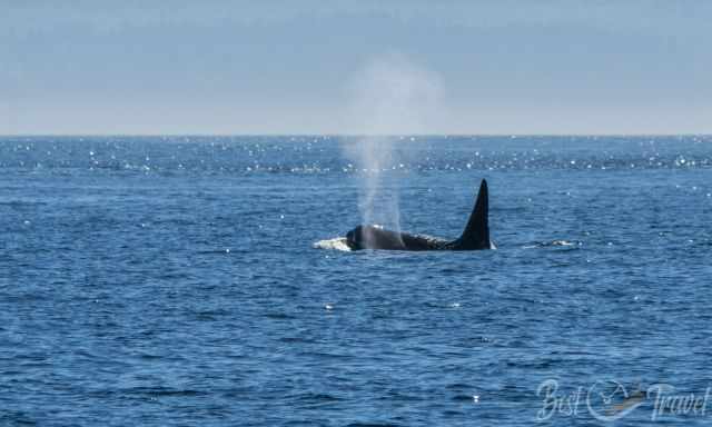 An orca and the high spray