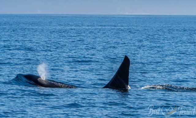 A big transient orca close to Victoria at Vancouver Island