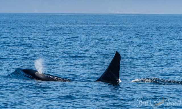 A big transient orca close to Victoria at Vancouver Island
