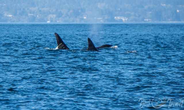 A pod of orcas