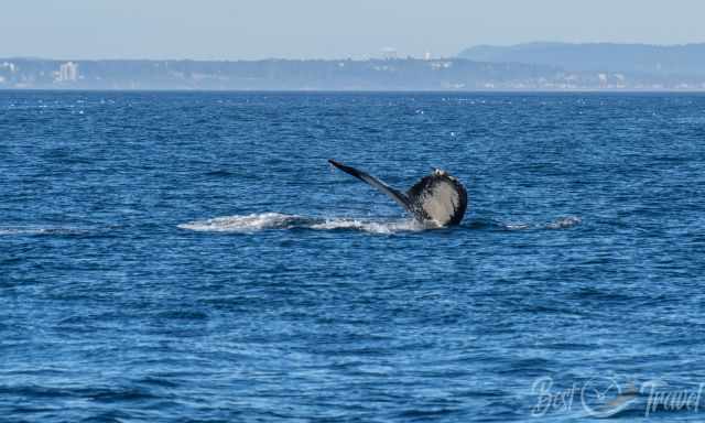 The fluke of a smaller humpback