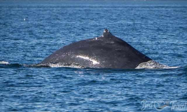 The back of the humpback shortly before diving.