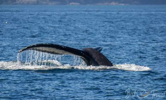 A humpback shortly before the next dive.