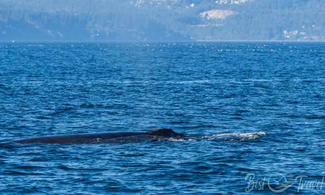 The head and blow hole of a humpback.