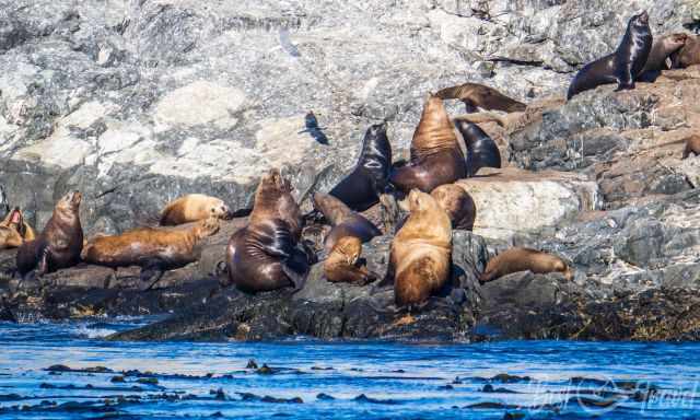 A colony of sea lions and seals