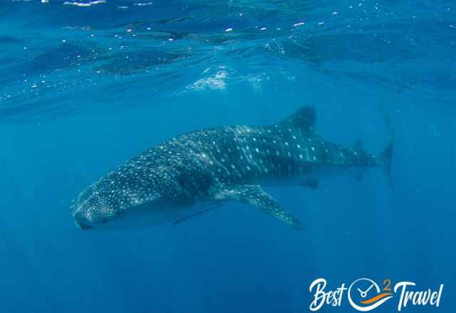 A young whale shark in the red sea