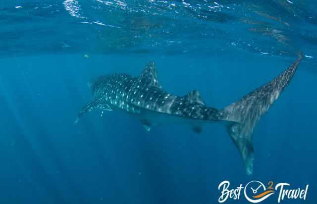 The back the long tail of a whale shark