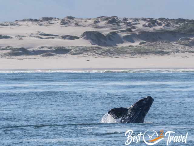 A breaching southern right whale close to the shore