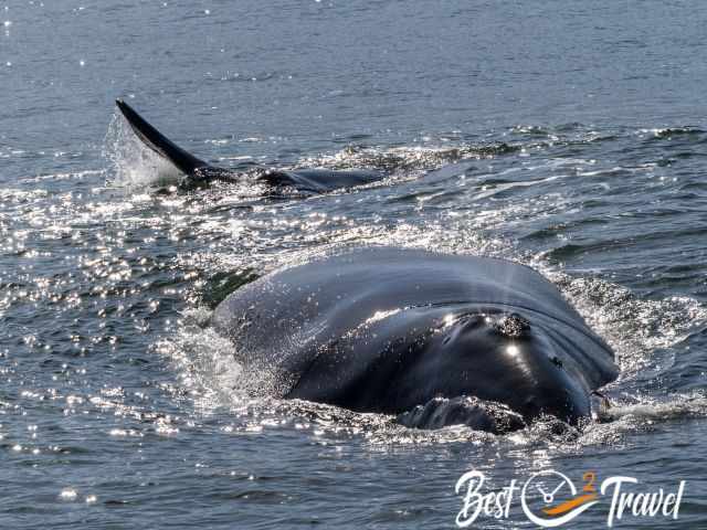 A southern right whale mom and her calf