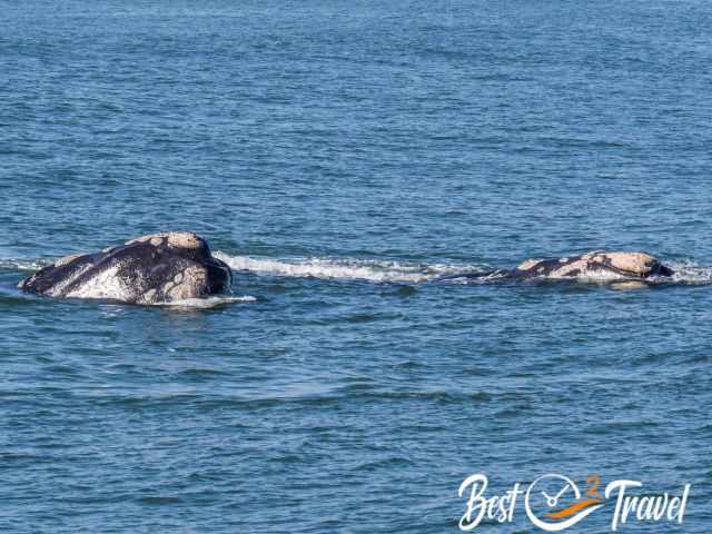 The heads of two Southern Right Whales.