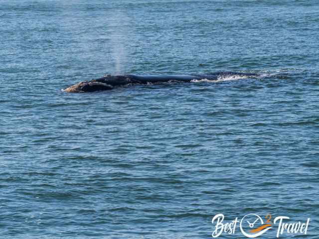 Southern Right Whales in the bay.