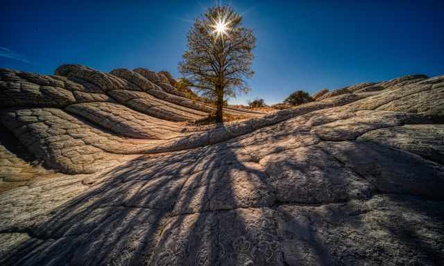 The White Pocket Tree