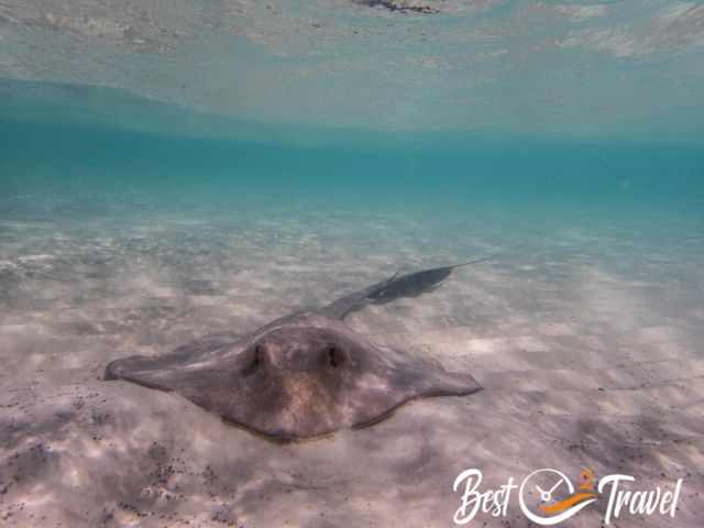 A ray in the shallow water.