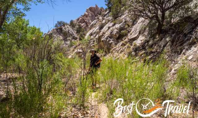 The bushy track after crossing the creek.