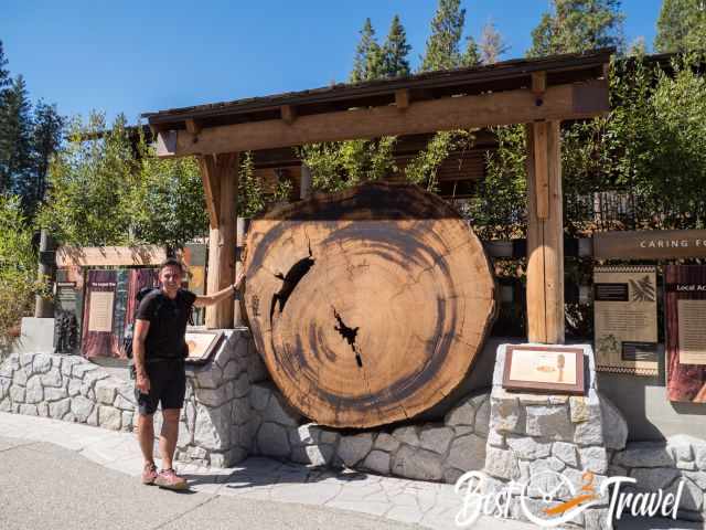 A hiker in front of a massive piece of logged sequoia.