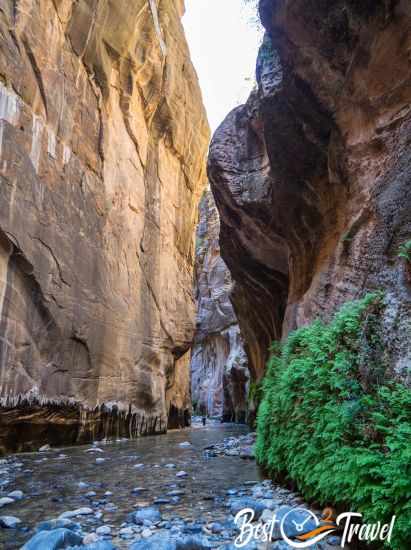 The Narrows with its hanging garden at the canyon walls