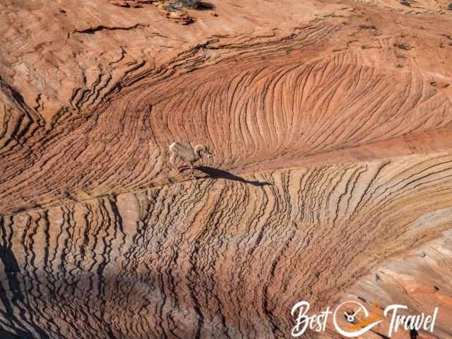 A bighorn sheep on an colourful wave formation in Zion.