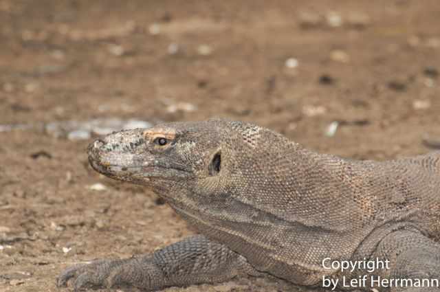 Zoom photo of the head and jaws of a Komodo Dragon.