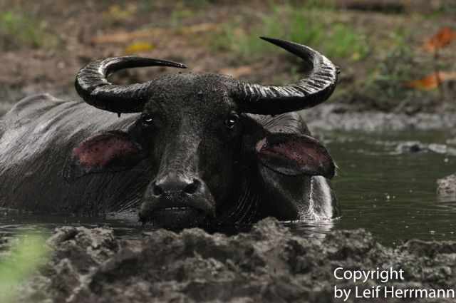 A water buffalo laying on the ground.